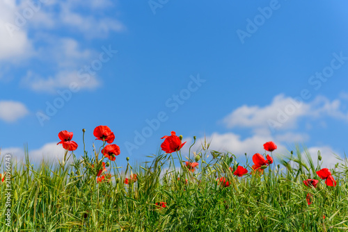 Sun on poppies in Catalunya with blue sky