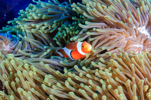 A cute family of False Clownfish in their home anemone on a tropical coral reef