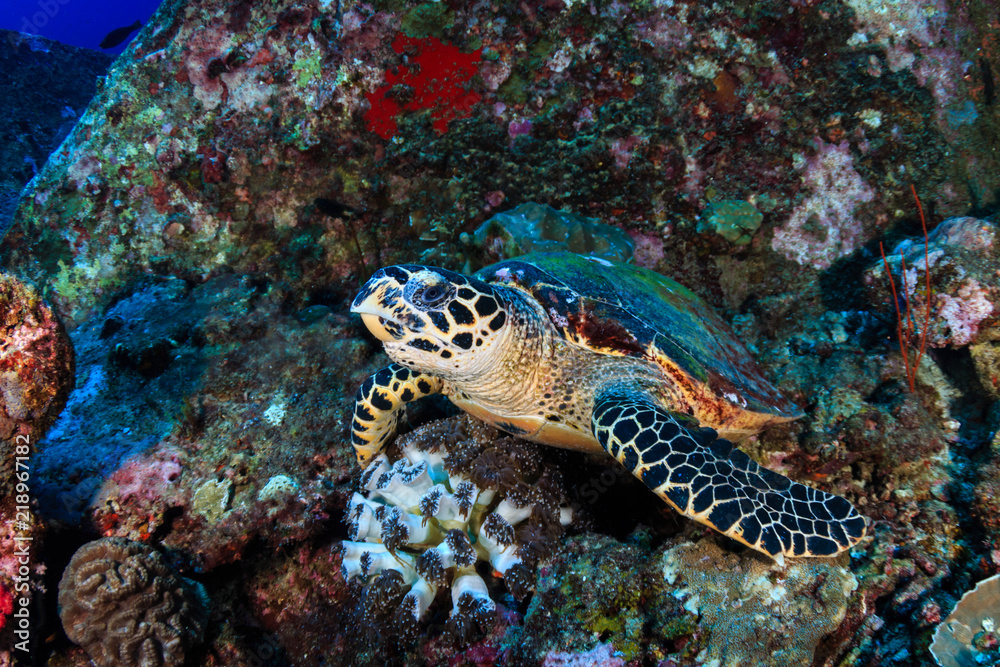A curious Hawksbill Sea Turtle on a tropical coral reef A curious Hawksbill Sea Turtle on a tropical coral reef
