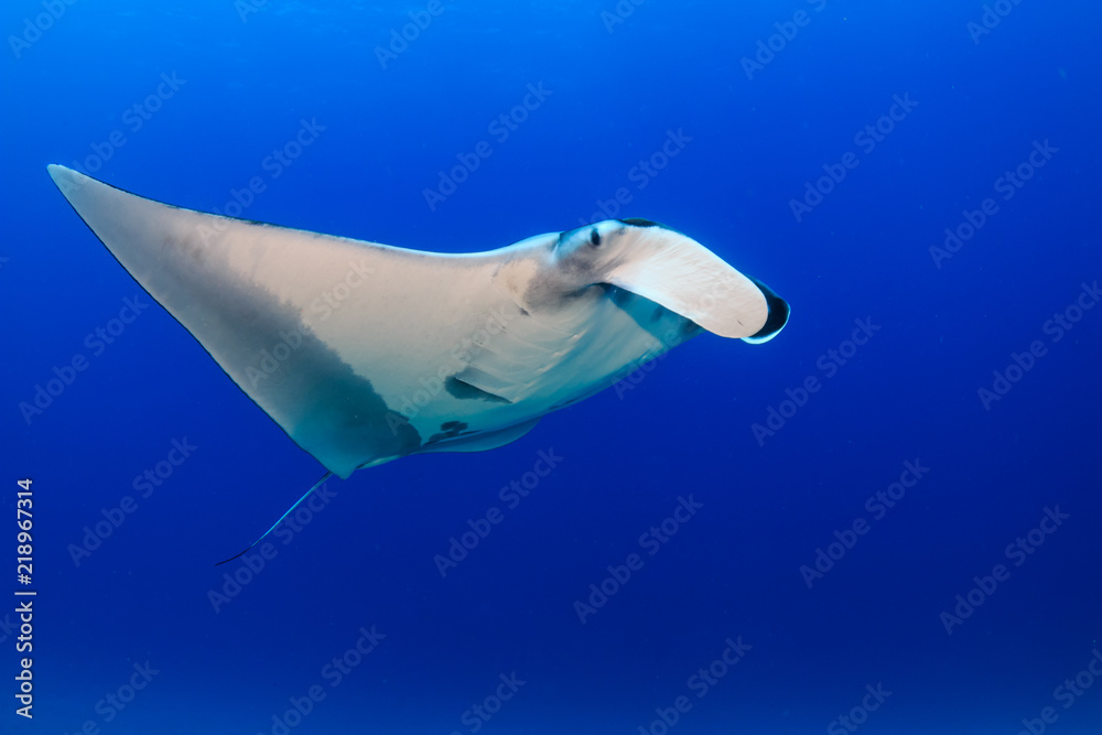 A majestic Oceanic Manta Ray swimming in clear blue water on a tropical coral reef in Asia A majestic Oceanic Manta Ray swimming in clear blue water on a tropical coral reef in Asia