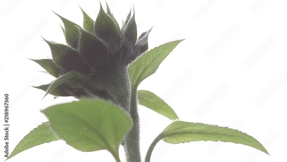 Sunflower close view with pale colours due to hard backlight Sunflower close view with pale colours due to hard backlight