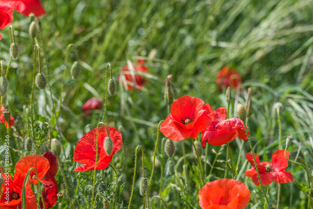 Obraz premium Sun on poppies copy space for text