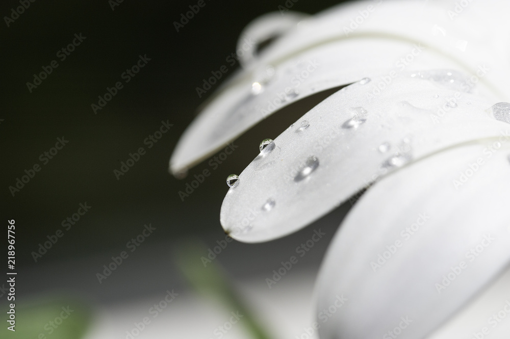 White Petals White Petals