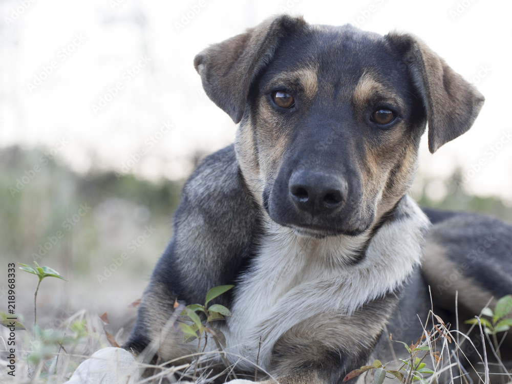 portrait of a sad stray dog