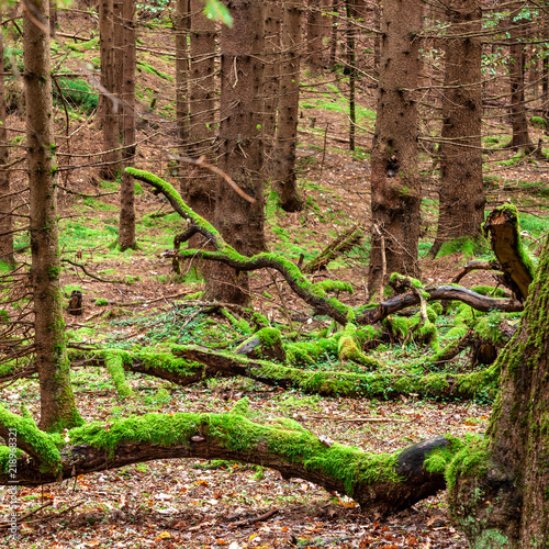 A square photo of a coniferous forest with overturned tree trunks covered with green moss