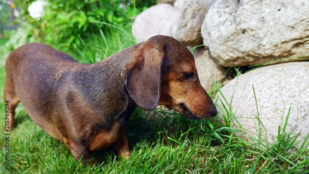 Dachshund is eating grass in the summer garden. Dog Dachshund Walks in the Summer Garden. Dachshund is eating grass in the summer garden. Dog Dachshund Walks in the Summer Garden.