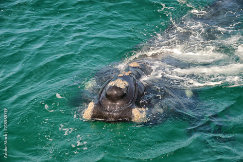 Juvenile Southern Right Whale