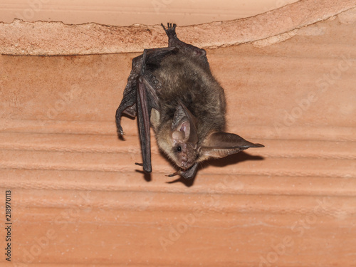 Konstfotografi Brown long-eared bat (Plecotus auritus)
