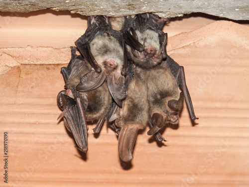 Photography Group of Brown long-eared bat (Plecotus auritus)
