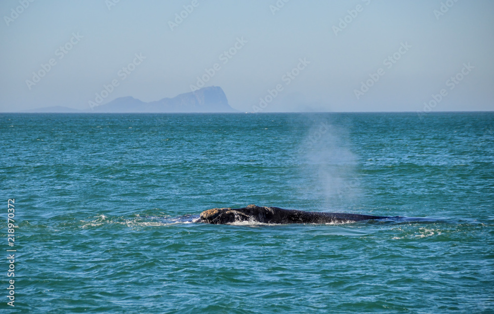 Fototapeta premium Southern Right Whale