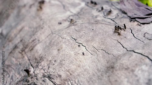 Ants chat