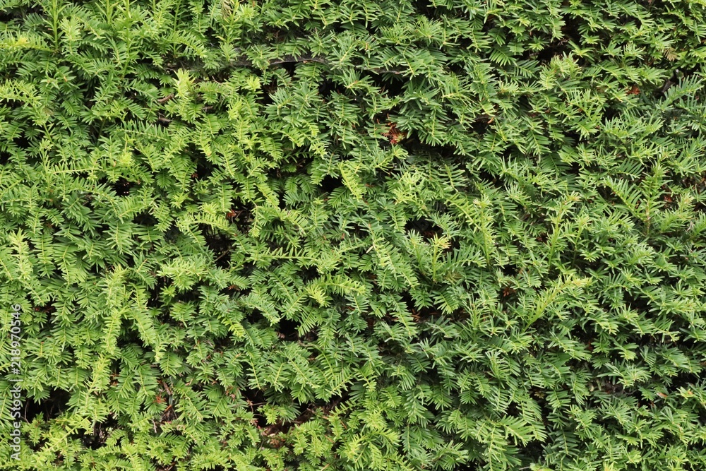 Full frame image of leaves Full frame image of leaves