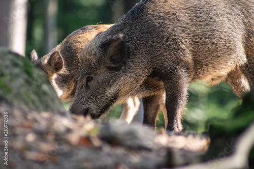 Wildschwein