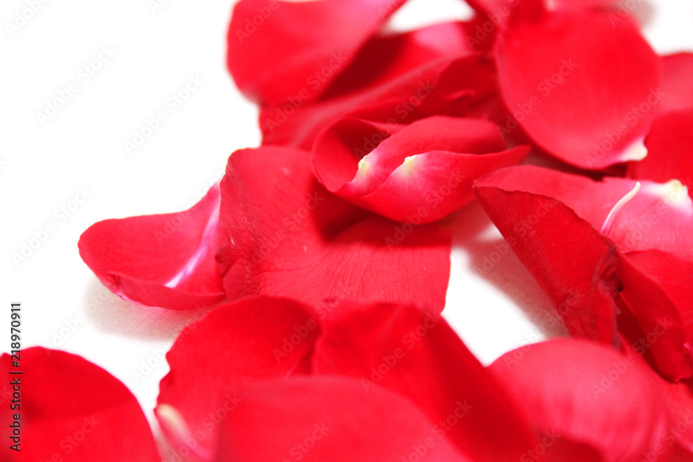 赤いバラの花びら 赤いバラの花びら