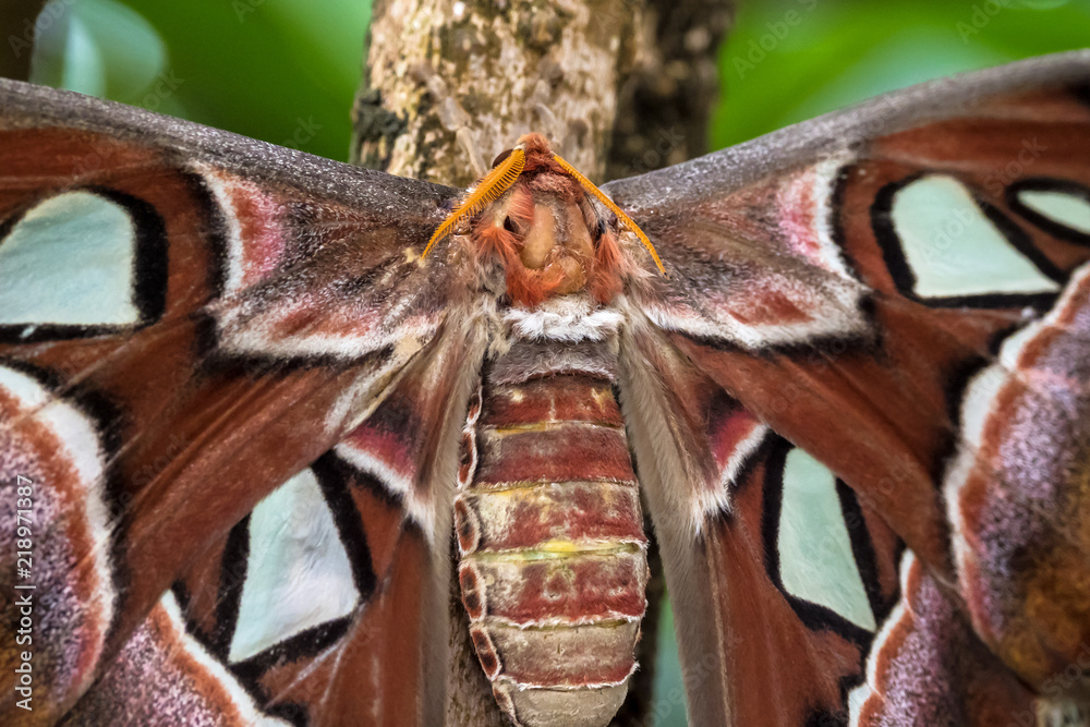 Fototapeta premium Atlasfalter - Attacus atlas