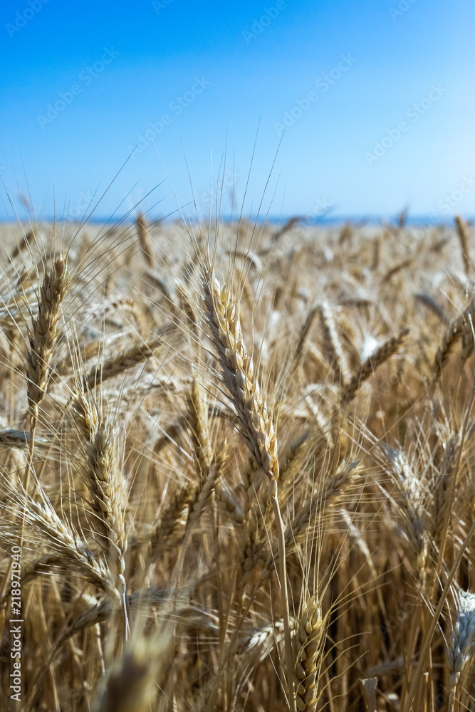 Fototapeta premium Wheat on the field. Plant, nature, rye.