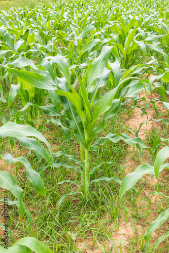 Young corn filed plantation