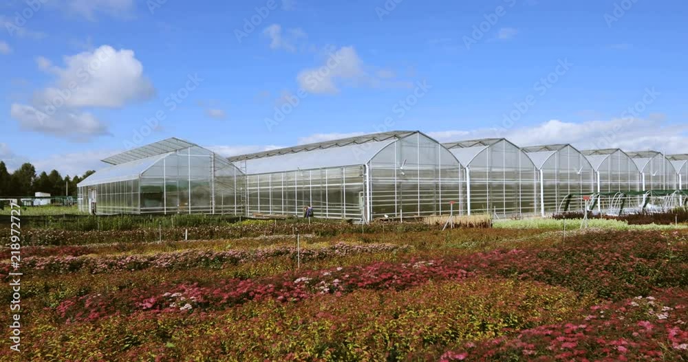 Big greenhouse with glass walls, foundations, gable roof, garden bed. horticultural conservatory for growing vegetable and flowers. Classic cultivate greenhouse gardening. Sunny day.