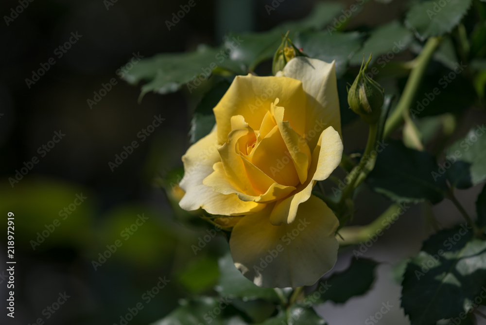 黄色いバラの花 黄色いバラの花