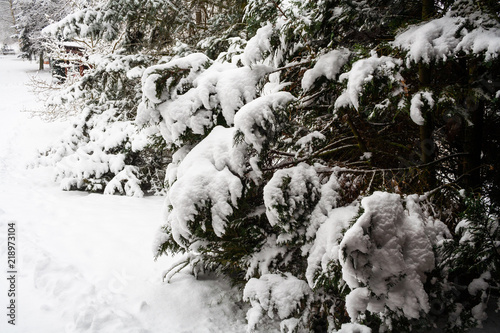 Tannenzweige in schneebedeckter Winterlandschaft