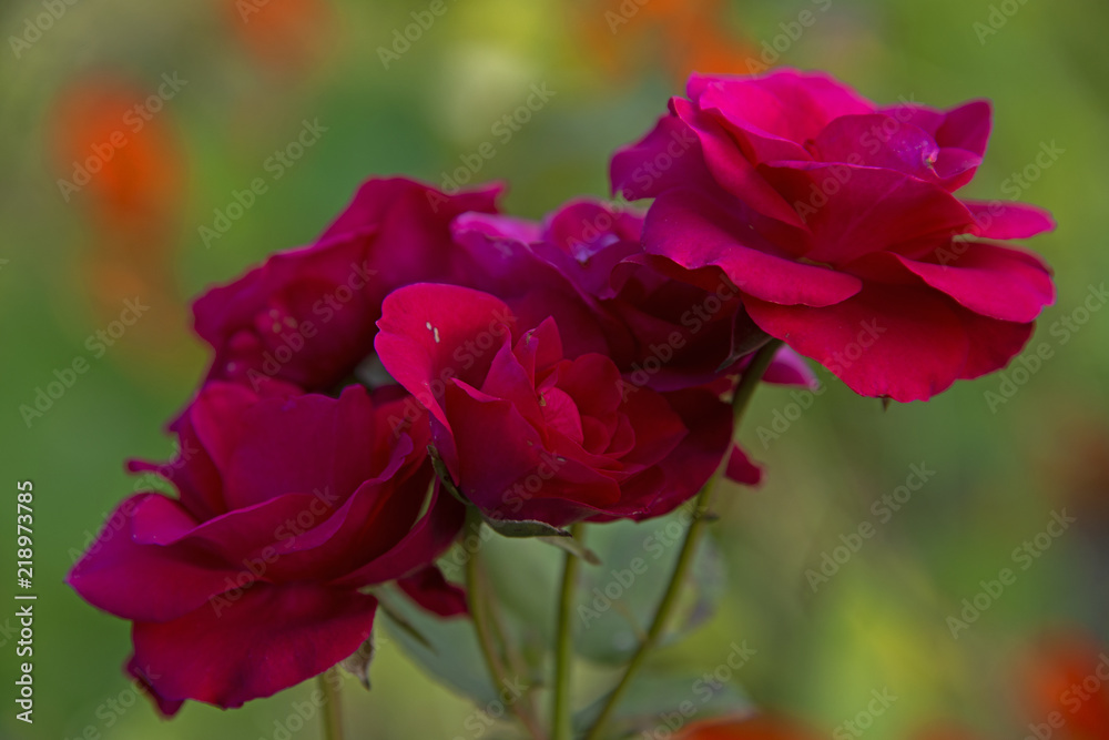FLOWERS - red roses