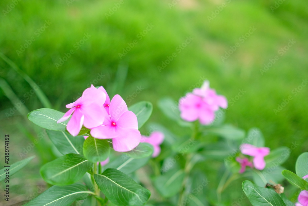 Fototapeta premium Beautiful purple flowers