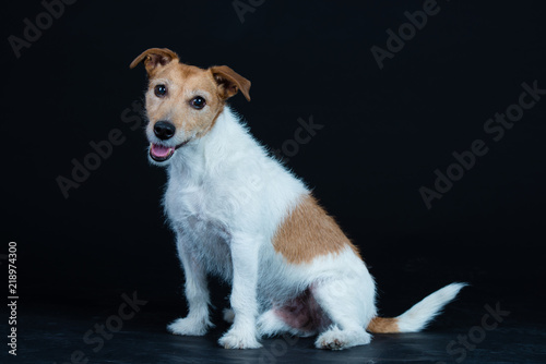 Hund Studio Süß Freisteller photo