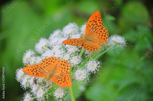 butterflies on flowers in mountain