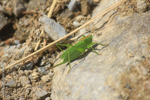 cricket on the stones © nicola_romano