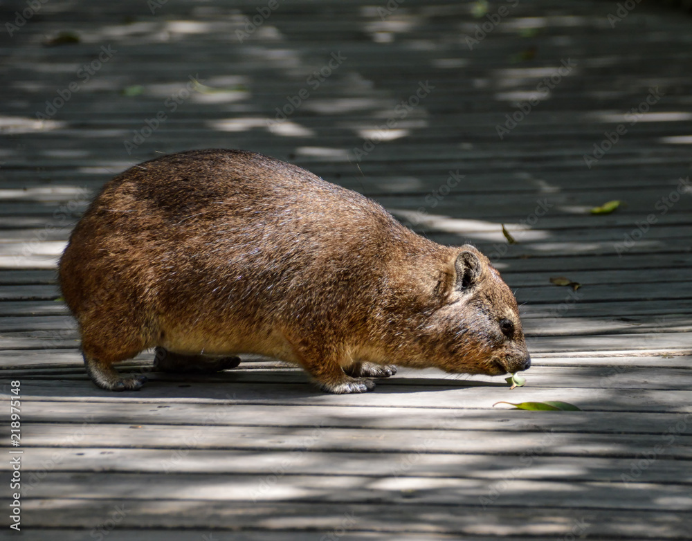 Naklejka premium Dassie