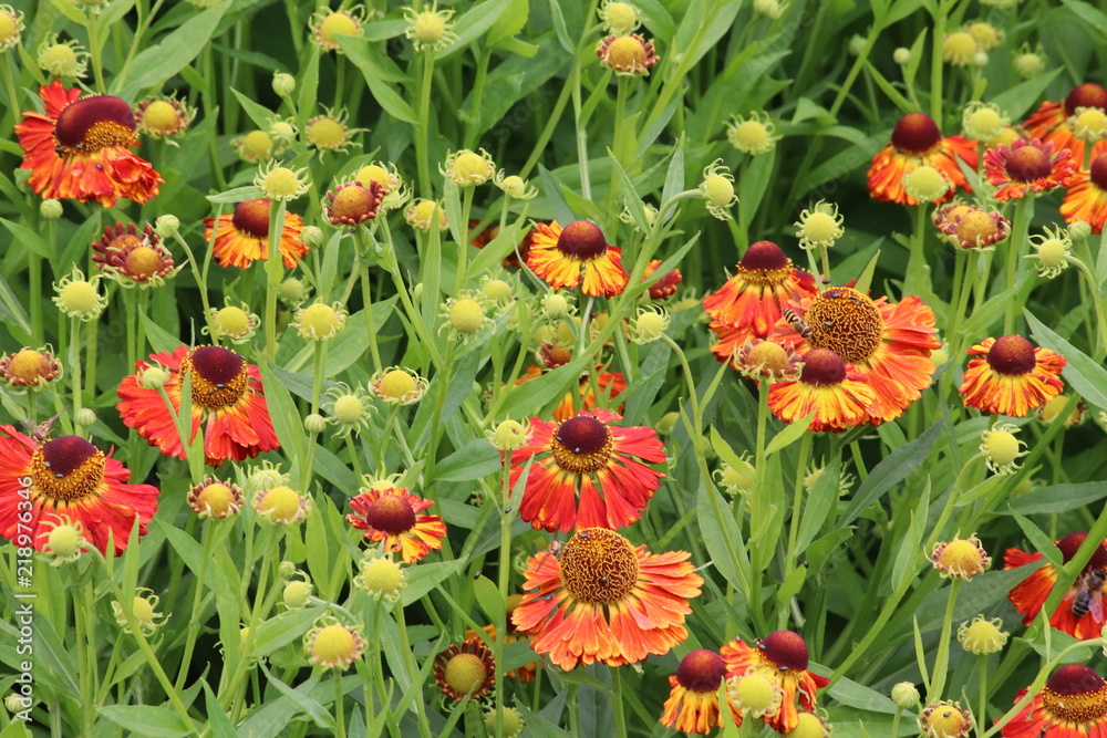 Orange, red and yellow flowers in flower bed Orange, red and yellow flowers in flower bed