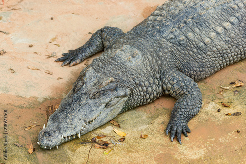 Big Crocodile in Farm at Bangkok Thailand