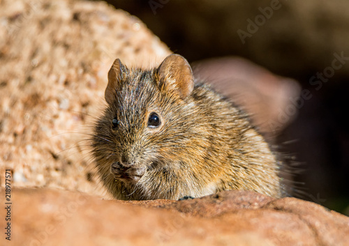 Four-striped Grass Mouse