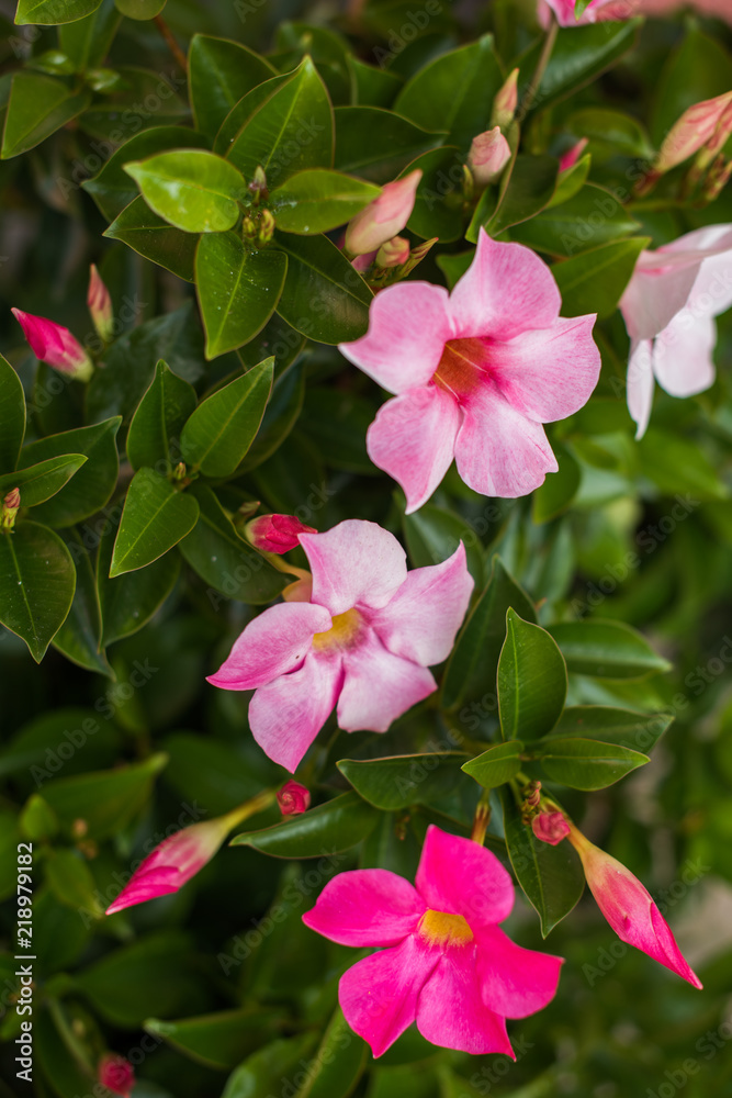 pink flower blossom shrub