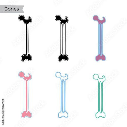 Vector illustration of bone marrow