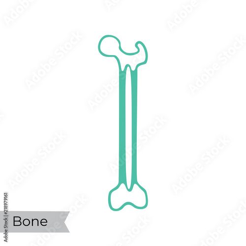 Vector illustration of bone marrow