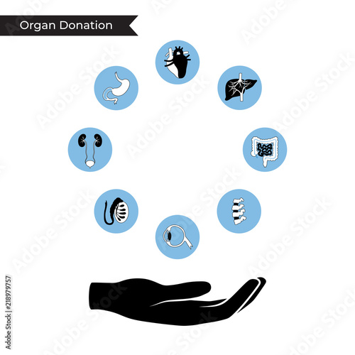 Vector illustration of donor organs