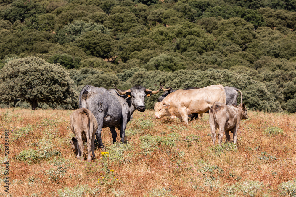 Obraz premium Cows in the fields of Salamanca, Spain