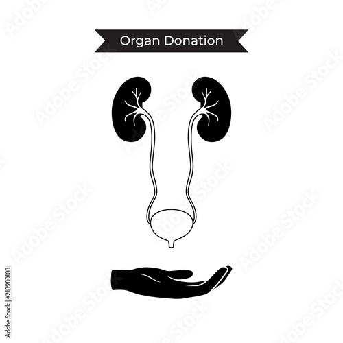 Vector isolated illustration of kidney 