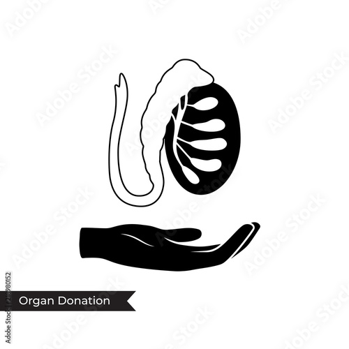 Male reproductive system. Vector illustration  