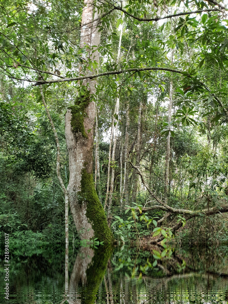 Naklejka premium Trees