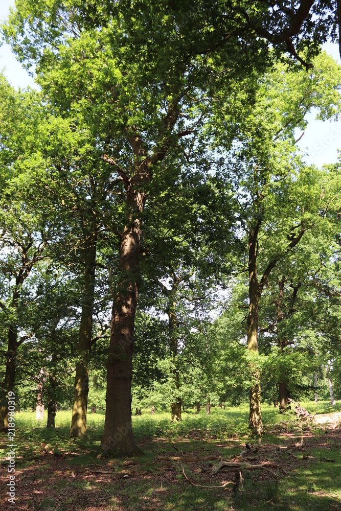 Fototapeta premium tree in the park