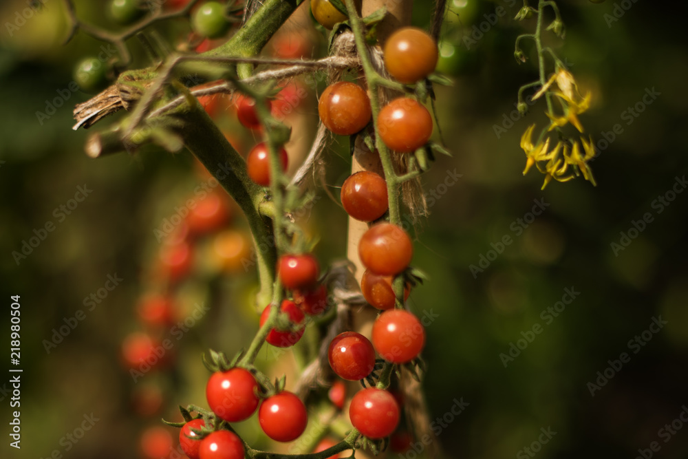 organic cherry tomatoes on vine in the garden organic cherry tomatoes on vine in the garden