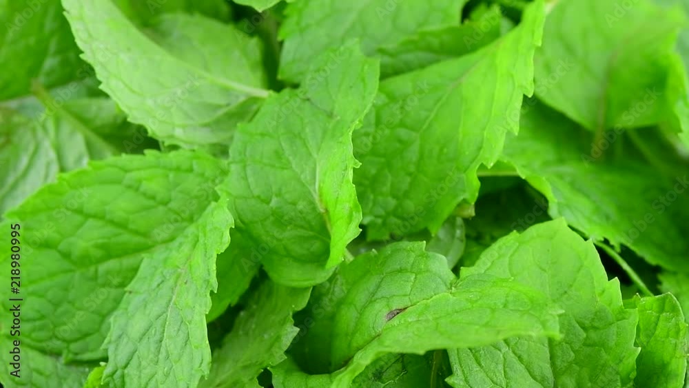 mint leaf rotation mint leaf rotation