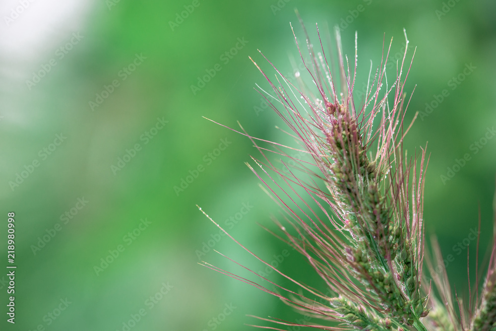 dew drops on red-green ear. green background dew drops on red-green ear. green background