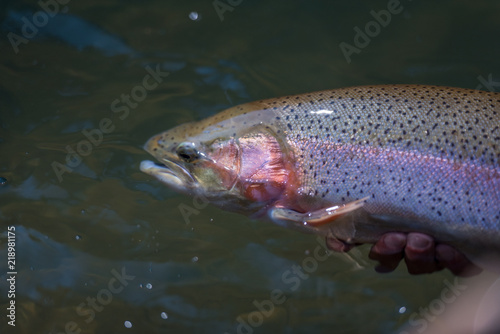Trout Fishing Catch and Release
