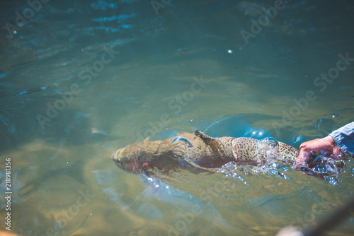 Trout Fishing Catch and Release