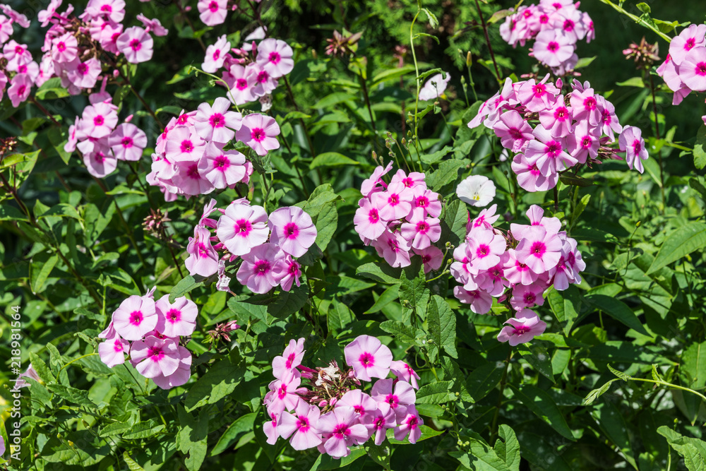 pink garden flowers selective focus pink garden flowers selective focus