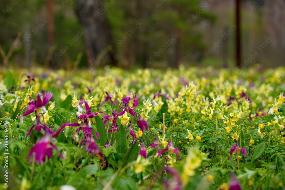 Russia. The South Of Western Siberia. Flower meadows in late spring Russia. The South Of Western Siberia. Flower meadows in late spring