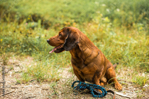 pure breed Alpine Dachsbracke dog brown dog summer outdoor shot close up 